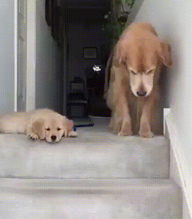 funny puppy reaction