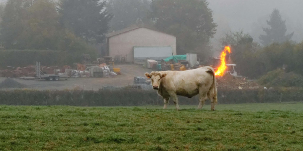 farting cow
